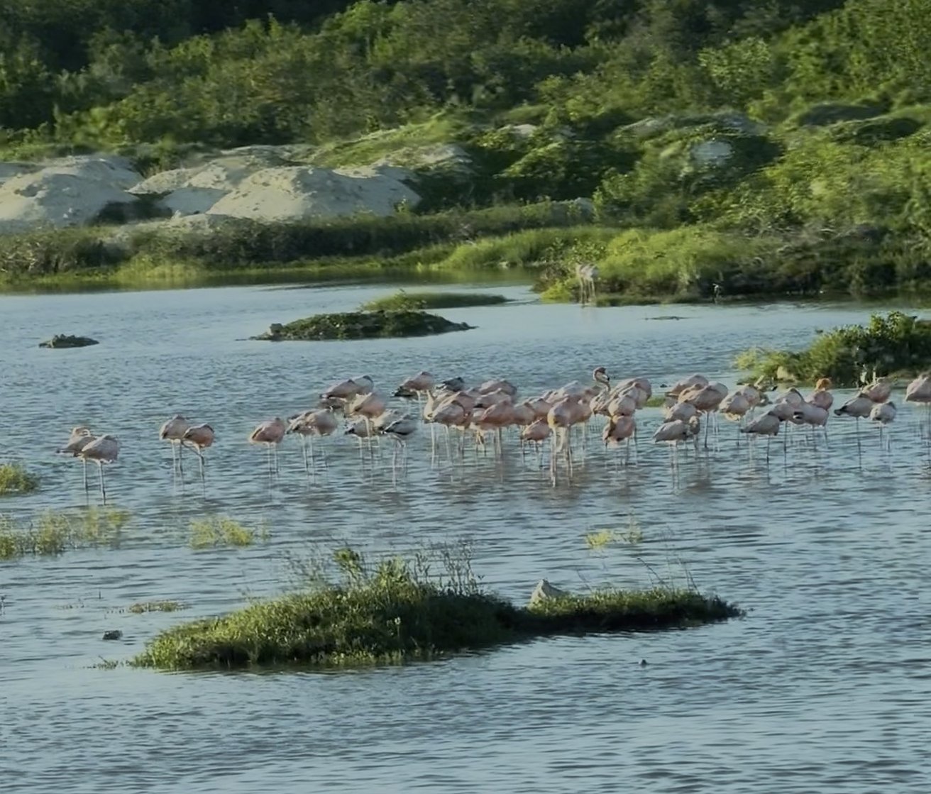 Flamingos in the lagoon, on the drive in.